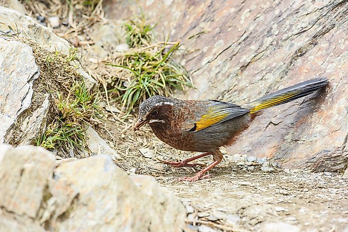 #16 White-whiskered Laughingthrush
