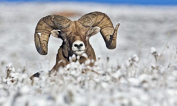 #8 Bighorn Sheep