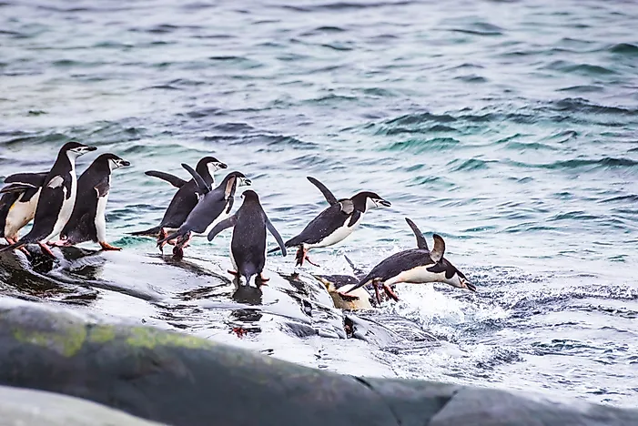 What Do Penguins Eat WorldAtlas what-do-penguins-eat-worldatlas