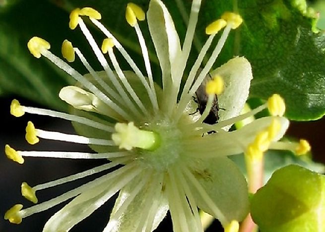 Endemic Plants Of Russia