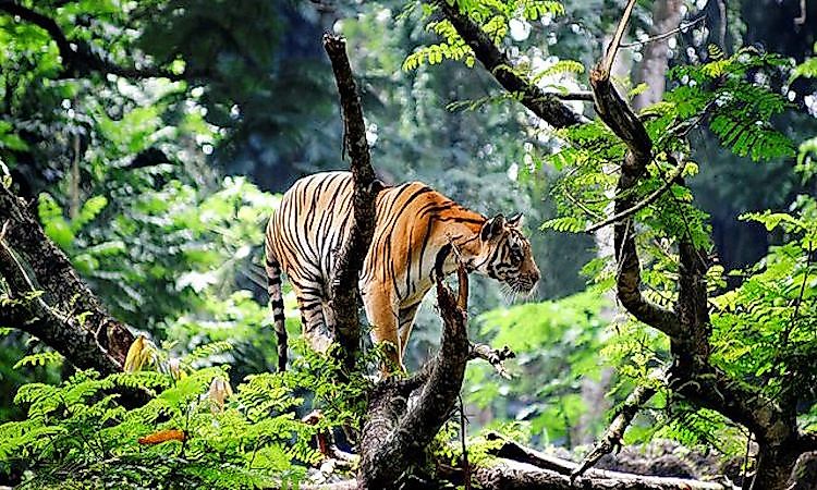 #1 Bengal Tiger -
