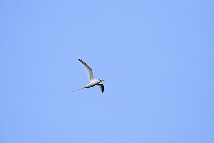 A white-tailed tropicbird. A white-tailed tropicbird.