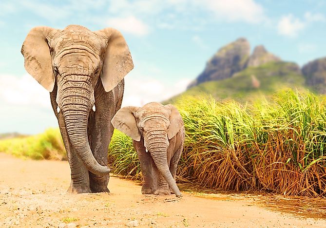 Where Do Elephants Live?