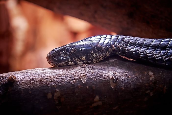 #4 Forest Cobra (0.225 mg per kg)