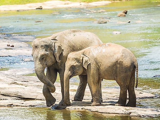 #7 Asian Elephant