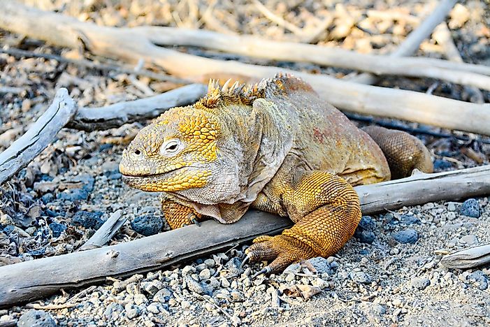 #7 Land Iguana