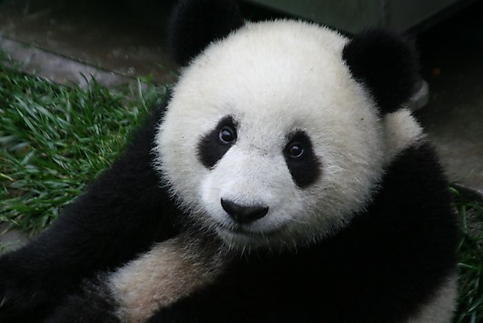 Giant Panda Facts - Animals of Asia