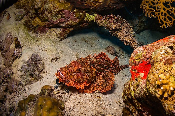 #6 Tassled Scorpionfish