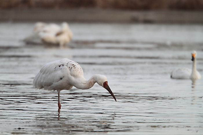 Population Of Siberian Cranes: Important Facts And Figures