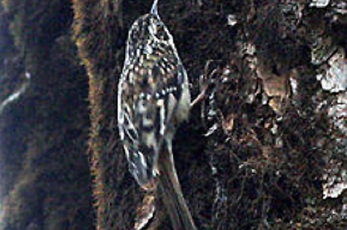 The Native Birds Of China
