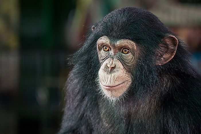 #6 Chimpanzees
