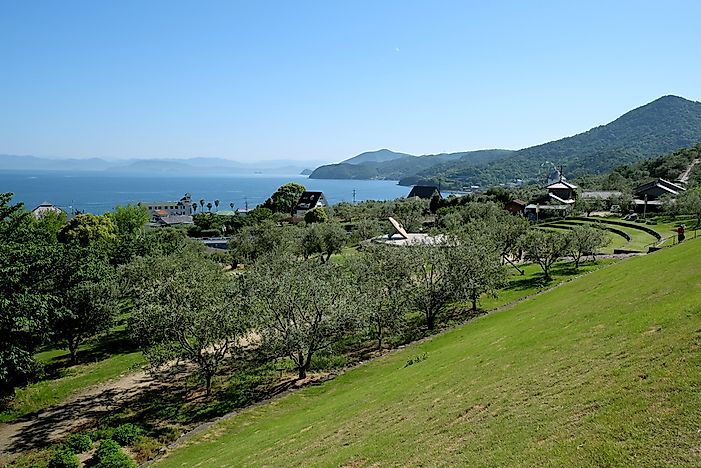 An olive park at Shodoshima Island, Japan.