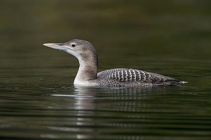 #1 Yellow-billed Loon