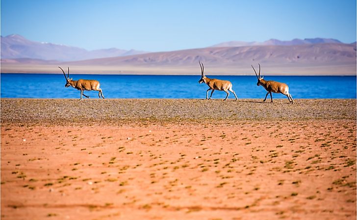 #2 Tibetan Antelope -