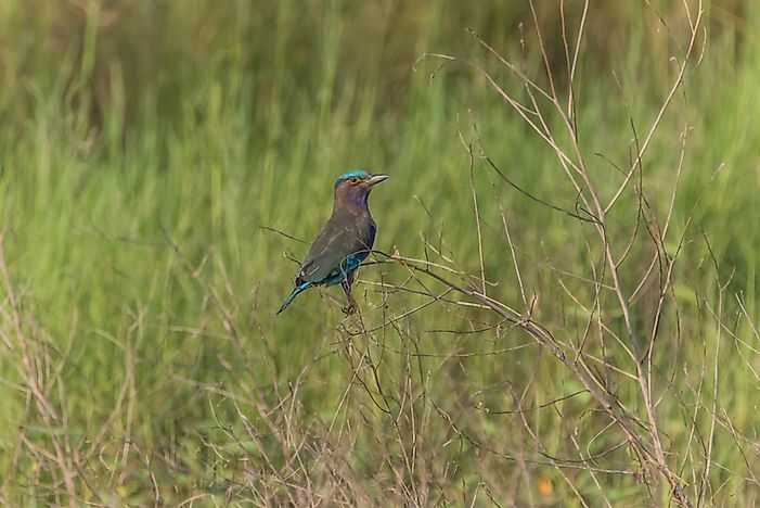 What Is an Endemic Bird Area?