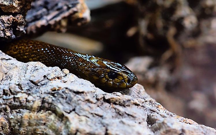 #1 Inland Taipan