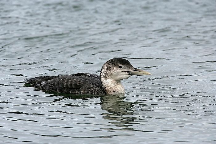 Native Birds Of Ukraine