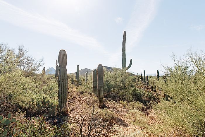 #7 Tucson, United States - Gastronomy