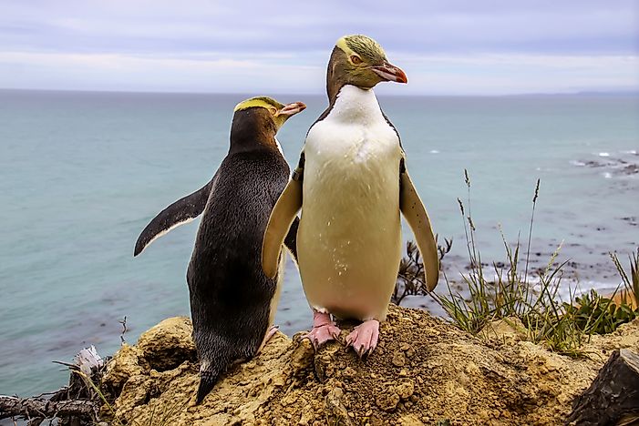 #3 Yellow-eyed Penguin