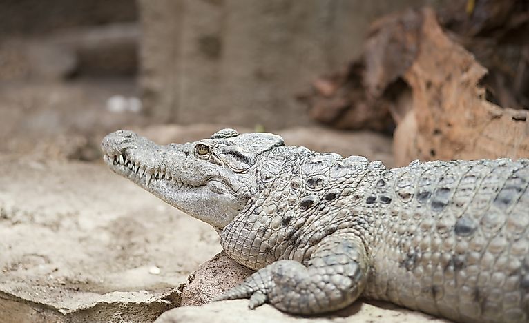 #5 Philippine Crocodile