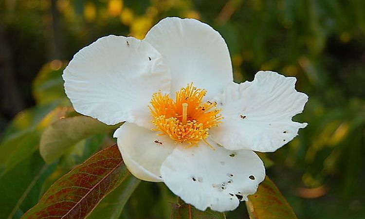 #5 Franklin Tree Flower -