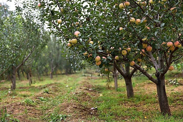 Top Apple Producing Countries In The World