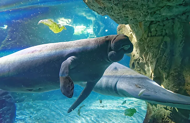 Dugongs swimming near one another. Dugongs are social animals. Dugongs swimming near one another. Dugongs are social animals.