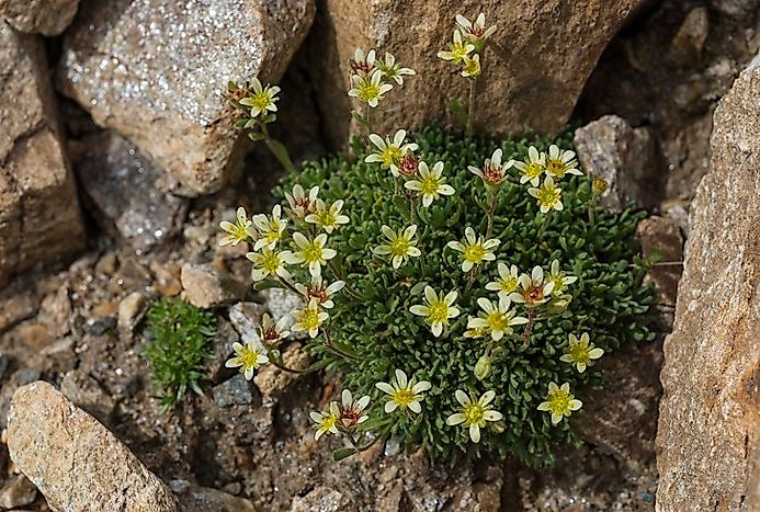 Native Plants Of Greenland