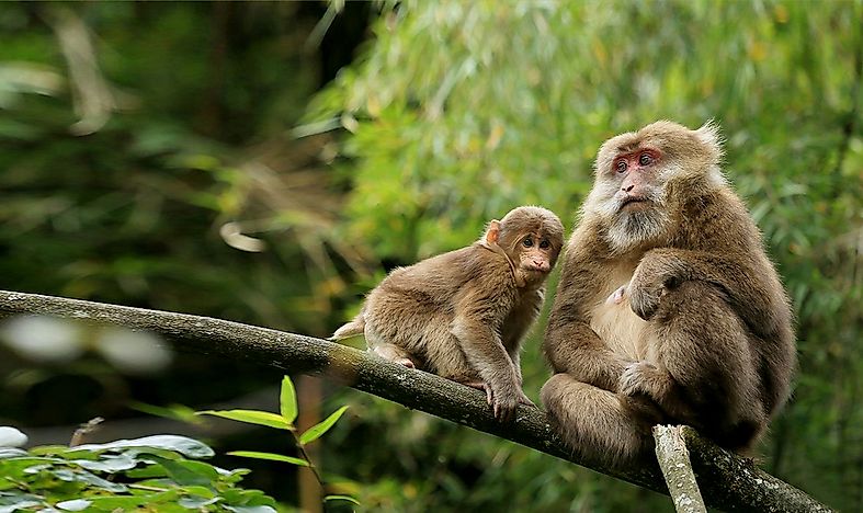 #3 Tibetan Macaque