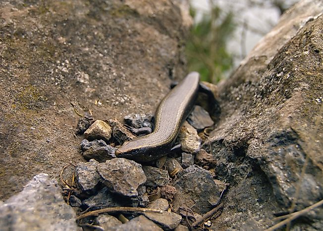 #10 Endemic Skinks