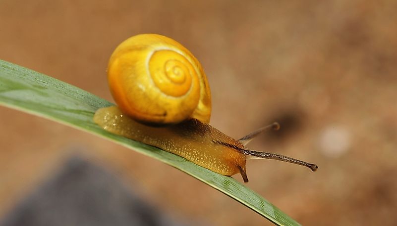 #3 Apple Snail