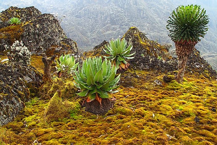 Rwenzori Mountains - Unique Places in Africa
