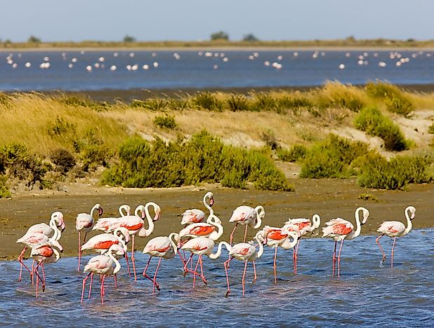 #3 Flamingos