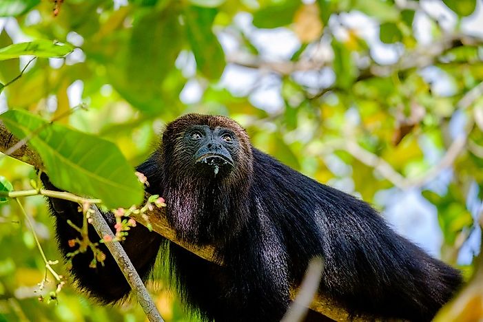 Threatened Mammals Of Guatemala