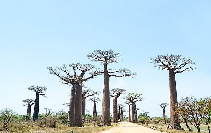 Avenue Of The Baobabs - Unique Places Of Madagascar