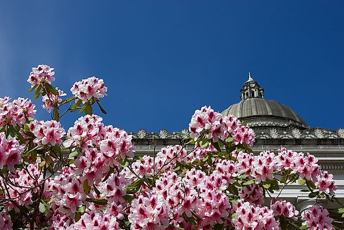 What Is The State Flower of Washington?