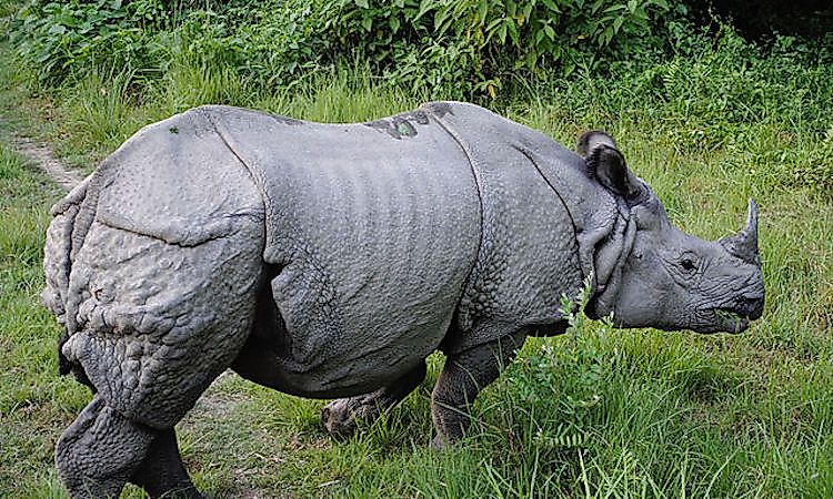 #3 Indian Rhinoceros -