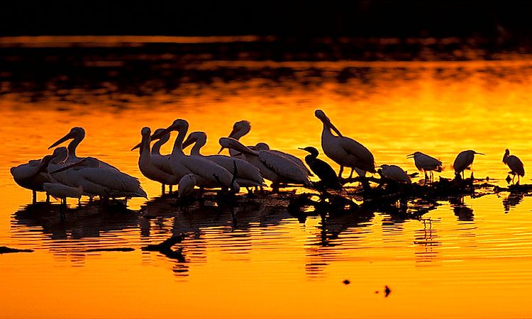 #8 Behaviour Of Wading Birds -
