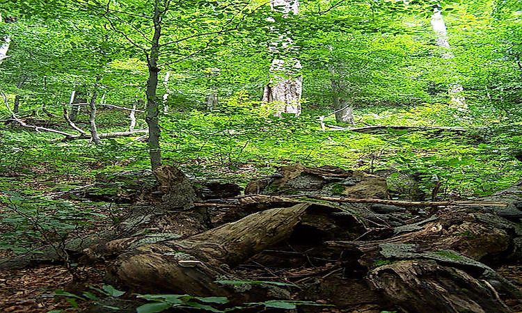 #5 Poloniny National Park -