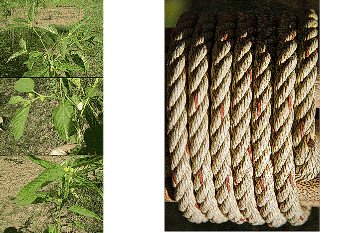 What Is Jute Used For, And Where Is It Grown?
