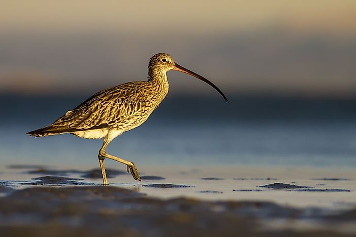 #8 Curlew