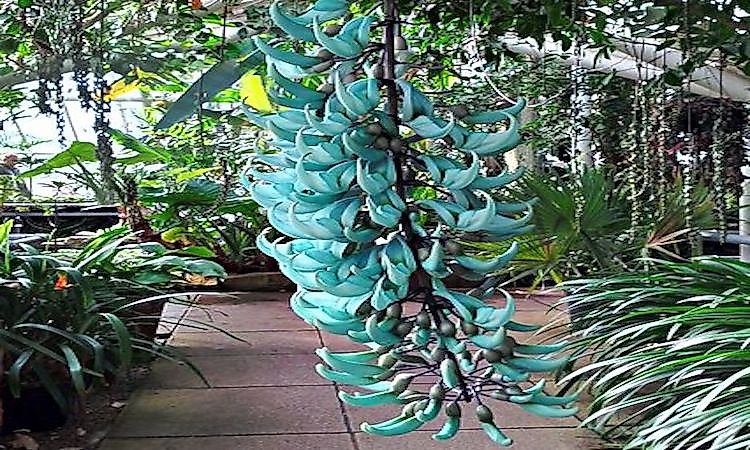 #3 Jade Vine -