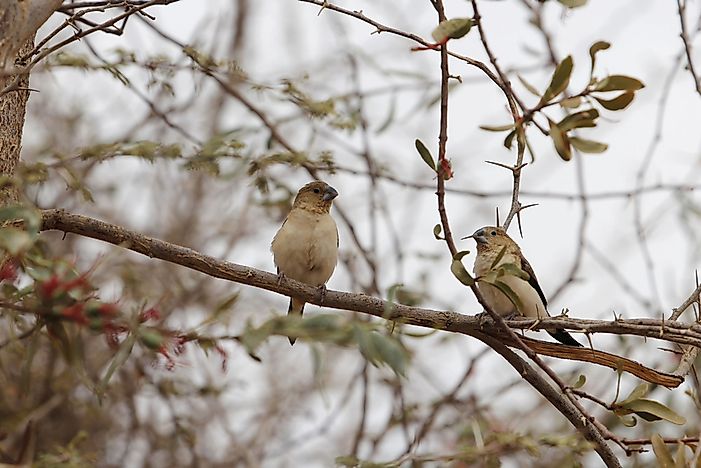 #9 African Silverbill