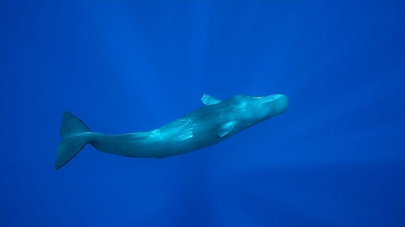 Deepest Diving Marine Mammals