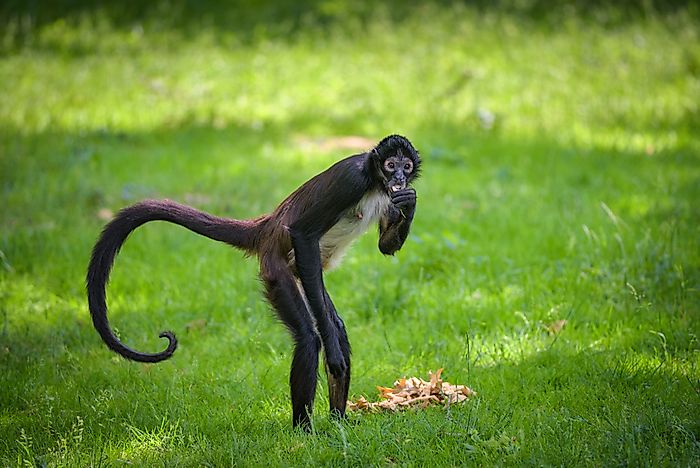 #3 Geoffroy's Spider Monkey