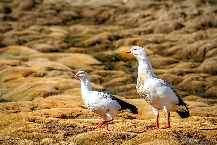 #9 Andean Goose