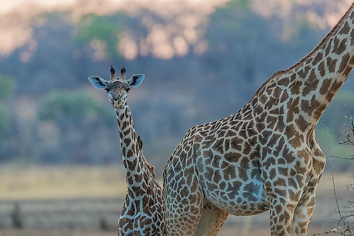 #1 Thornicroft's Giraffe (G. c. thornicrofti)