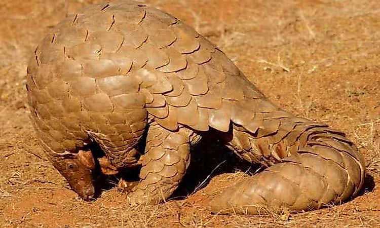 How Many Types Of Pangolins Are There? Why Are These Animals Dying?