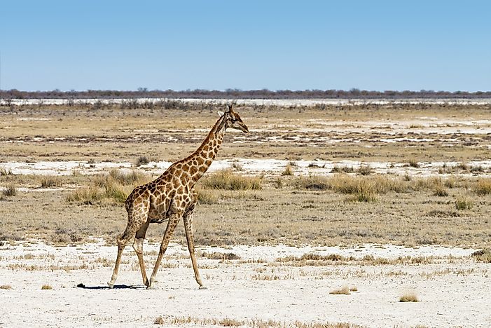 #4 Angolan Giraffe (G. c. angolensis)