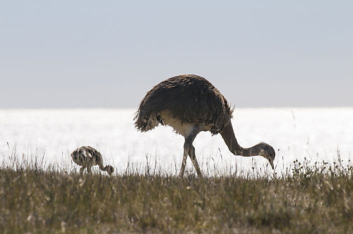 #5 Darwin’s Rhea